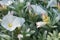 Silverbush Convolvulus cneorum, budding white flowers