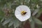 Silverbush Convolvulus cneorum, flower with bee