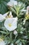 Silverbush Convolvulus cneorum, white flower in close-up