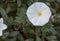 Silverbush Convolvulus cneorum, white flower with yellow eye