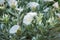 Silverbush Convolvulus cneorum, white flowers