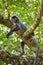 Silvered leaf langur monkey in Bako National Park,