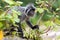 Silvered leaf monkey