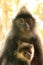 Silvered leaf monkey with a baby, Borneo