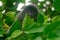 Silvered leaf monkey, Borneo, Malaysia