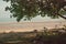 Silvered leaf monkey runs on the beach, Bako national Park, Malaysia, Borneo