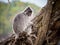 Silvered Leaf Monkey Trachypithecus cristatus