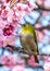 The Silvereye bird