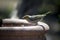 Silvereye bird up close on bird bath