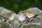 Silvereye chicks