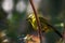 Silvereye small bird