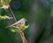 Silvereye or wax-eye/tauhou, New Zealand bird