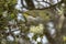 Silvereye White-eye in Western Australia