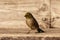 Silvereye on wooden bench