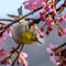 The Silvereye or Zosterops lateralis