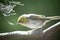 Silvereye - Zosterops lateralis bird