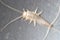 Silverfish