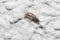 Silverfish insect, Lepisma saccharina, walking on a white wall