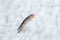 Silverfish insect, Lepisma saccharina, walking on a white wall