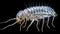 Silverfish Under The Microscope: A Transparent And Shiny Plastic Insect