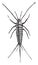 Silverfish, vintage engraving