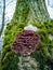 Silverleaf fungus, Chondrostereum purpureum, growing on tree