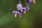 Silverleaf Nightshade Flowers and Green Background