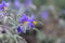 Silverleaf nightshade plant with flowers close-up on blurred background