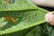 Silverleaf whitefly, Bemisia tabaci on the bottom of zucchini