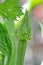 Silverleaf whitefly, Bemisia tabaci on zucchini