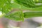 Silverleaf whitefly, Bemisia tabaci on zucchini