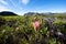 Silvermine Nature Reserve Proteas