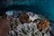 Silversides Swimming Over Corals in Raja Ampat