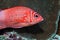 Silverspot squirrelfish