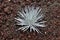 Silversword plant