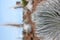 Silversword plant