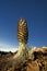 Silversword plant in flower, Haleakala National Park, Maui, Hawaii