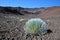 Silversword plant in Haleakala Crater - Maui