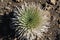 Silversword Plant, Haleakala National Park