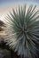 Silversword plant in Haleakala National Park, Maui, Hawaii