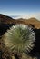 Silversword plant in Haleakala National Park, Maui, Hawaii