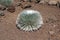 Silversword Plant on Haleakala Volcano