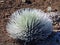 Silverswords growing in the vast crater of Haleakala, the world`s largest dormant volcano, Maui, Hawaii, Hawaiian Islands, USA