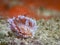 Silvertip nudibranch or sea slug underwater