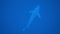 Silvertip Shark, Carcharhinus albimargin, swim in the blue deep.