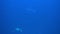 Silvertip Shark, Carcharhinus albimargin, swim in the blue deep.