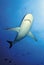 SILVERTIP SHARK / carcharhinus albimarginatus