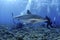 SILVERTIP SHARK /carcharhinus albimarginatus