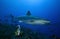 SILVERTIP SHARK/ carcharhinus albimarginatus