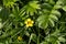 Silverweed cinquefoil and a Lesser spearwort flower growing wild